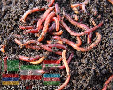 worm compost